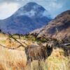 The Rough Guide to Scotland (Travel Guide with eBook) (Rough Guides)